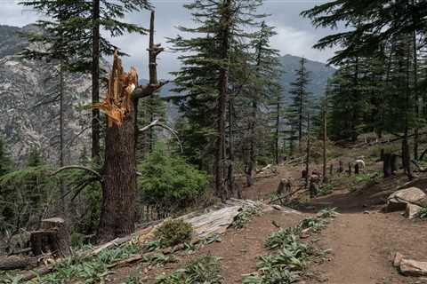 A Rare Glimpse into Afghanistan's Spectacular, Vanishing Forests