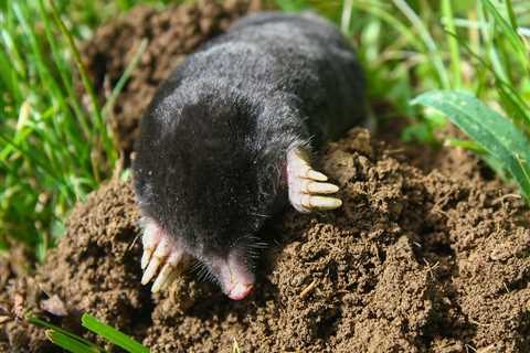 The Extraordinary Case Of The Ferocious Female Moles