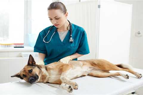 The Technician’s Role in Monitoring Critical Patients | VETgirl Veterinary Continuing Education Blog