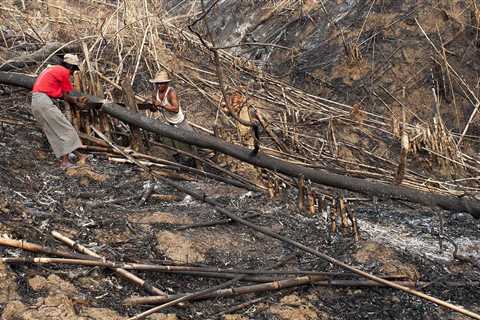 Myanmar’s controversial timber trade persists, despite Western sanctions