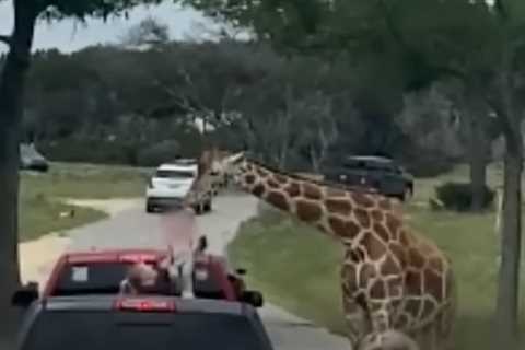 Giraffe's nibble turns into airborne adventure for Texas toddler