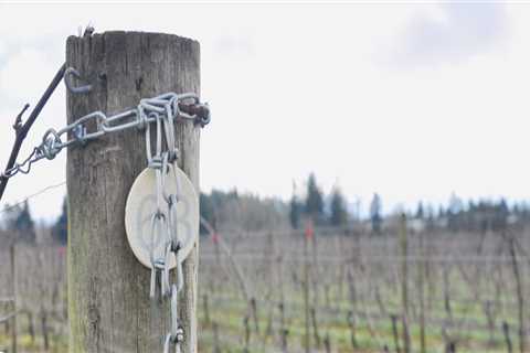 The Ultimate Guide to Starting a Winery in Aurora, OR