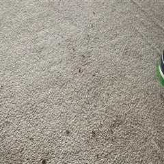 Fresh Carpets For Your Custom Build: Why Carpet Cleaning Matters In Chicago