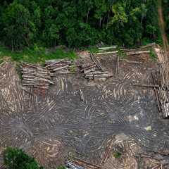 The Impact of Deforestation on Climate Change in Charlottesville, VA