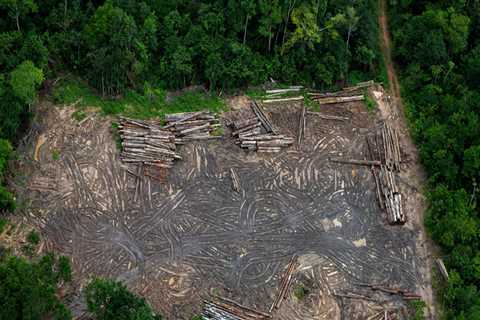 The Impact of Deforestation on Climate Change in Charlottesville, VA