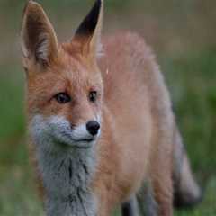 Exploring the Fascinating Wildlife of Anoka County, Minnesota