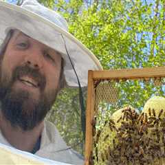 The Importance of Beekeeping Regulations and Restrictions in McDowell County, North Carolina