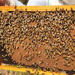 The Future of Beekeeping in McDowell County, North Carolina