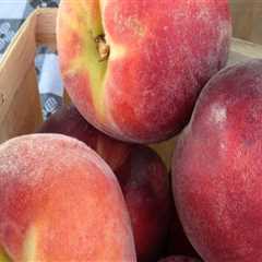 The Vibrant Public Markets of Duval County, Florida