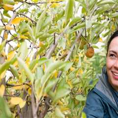The Power of Community Service in Preserving Northern Utah's Environment