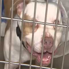 The Power of Partnerships in Animal Rescue Centers in Broward County, Florida