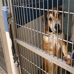 The Struggle of Animal Rescue Centers in Broward County, Florida