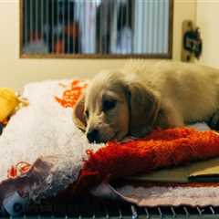 The Impact of Animal Rescue Centers in Broward County, Florida