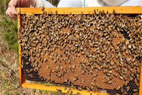 The Future of Beekeeping in McDowell County, North Carolina