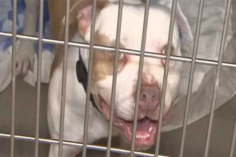 The Power of Partnerships in Animal Rescue Centers in Broward County, Florida