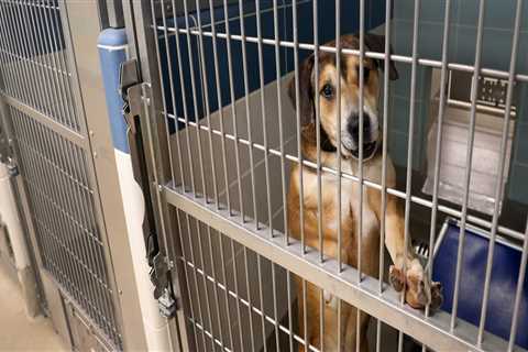 The Struggle of Animal Rescue Centers in Broward County, Florida