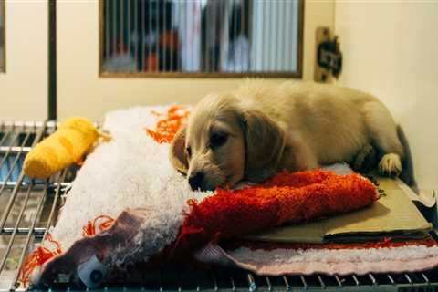The Impact of Animal Rescue Centers in Broward County, Florida