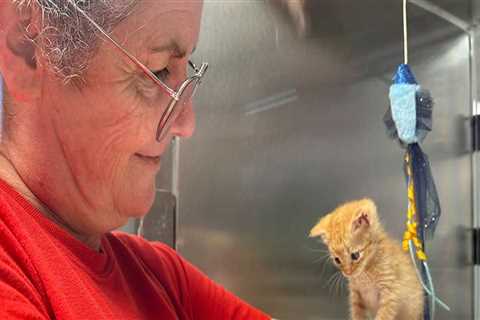 The Power of Volunteers in Fundraising in North Central Texas