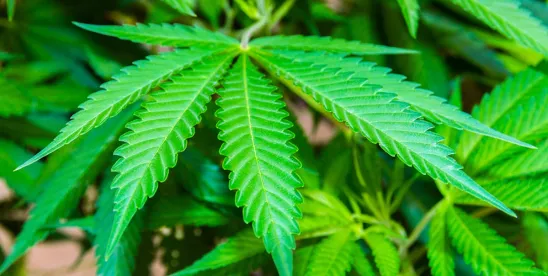 Is Industrial Hemp on the Verge of Having Its Overdue Moment?