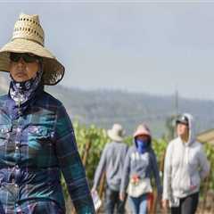 Navigating Labor and Employment Issues in Central California's Wine Industry: An Expert's..