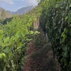 The Top Grape Varieties in Central California's Thriving Wine Industry
