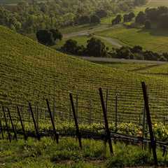 The Challenges and Triumphs of Wineries in Central California