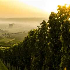 The Influence of Terroir on the Wine Industry in Central California