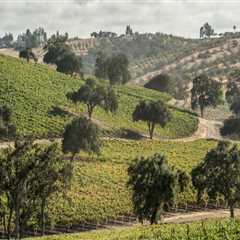The Growing Impact of Wine Tourism in Central California