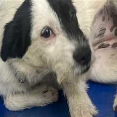 The Impact of Culture and Society on Animal Welfare in East Tennessee: An Expert's Perspective