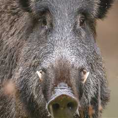 The State of Animal Welfare in East Tennessee: An Expert's Perspective