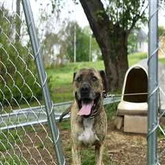 Animal Welfare in East Tennessee: How Organizations are Making a Difference