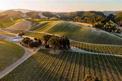 The Thriving Wine Industry in Central California