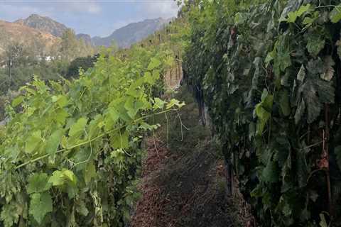 The Top Grape Varieties in Central California's Thriving Wine Industry