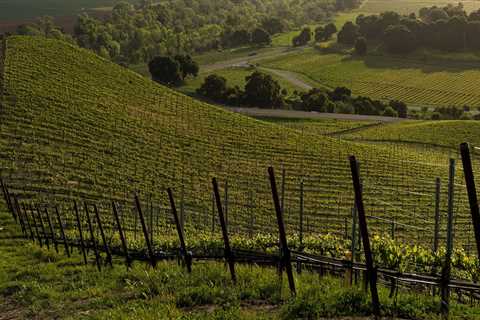The Challenges and Triumphs of Wineries in Central California