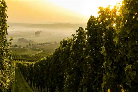 The Influence of Terroir on the Wine Industry in Central California