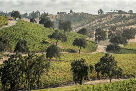 The Growing Impact of Wine Tourism in Central California