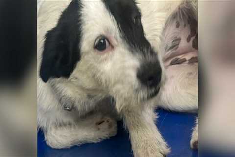 The Impact of Culture and Society on Animal Welfare in East Tennessee: An Expert's Perspective