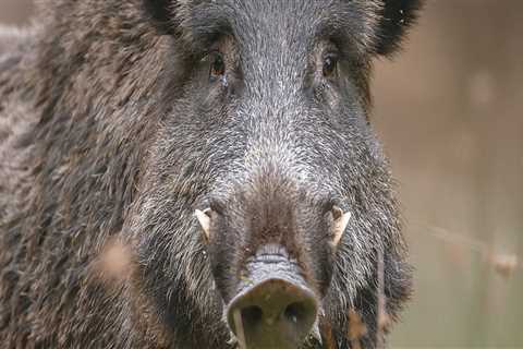 The State of Animal Welfare in East Tennessee: An Expert's Perspective