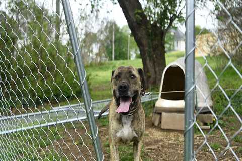 Animal Welfare in East Tennessee: How Organizations are Making a Difference