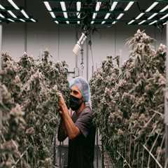The Growing Potency of Cannabis in Southwest Washington