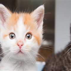 The Impact of Length of Stay on Animal Shelters in Southeast SC