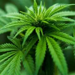 The Ins and Outs of Cannabis Sales Tax in Southwest Washington