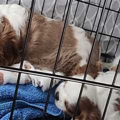 The Importance of Spaying and Neutering at Animal Shelters in Southeast SC