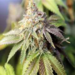 Navigating the Complex World of Cannabis Regulations in Southwest Washington