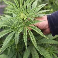 Navigating Cannabis Regulations in Southwest Washington