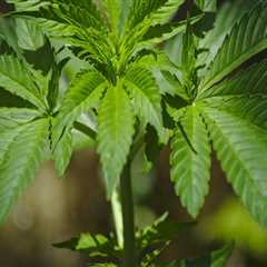 The Impact of Cannabis Legalization on Crime Rates in Southwest Washington: An Expert's Perspective