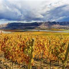 The Bountiful Harvest Season of Vineyards in Western Washington: An Expert's Perspective