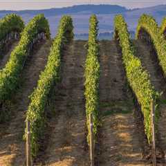 The Growing Wine Industry of Western Washington