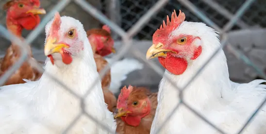 AAFCO SRIS Accepting Applications for Animal Food Ingredients