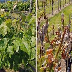 The Impact of Weather and Climate on Wine Production in Central Virginia: An Expert's Perspective